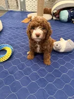 Waylon, a male Cavapoo for sale in Mesa, AZ – 4 of 5