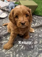 Kenny, a male Cavapoo for sale in Mesa, AZ – 4 of 7