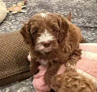 Reba, a female Cavapoo for sale in Mesa, AZ – 2 of 5