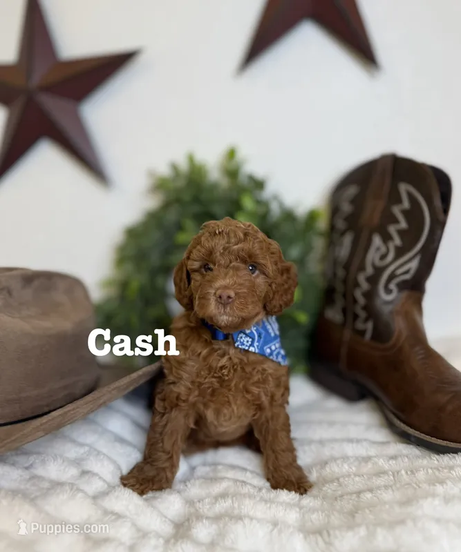 Cash – Cavapoo puppy for sale in Mesa, AZ