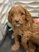 Kenny, a male Cavapoo for sale in Mesa, AZ – 2 of 7
