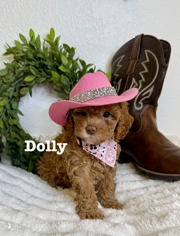 Dolly – Cavapoo puppy for sale in Mesa, AZ
