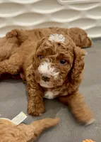 Hank, a male Cavapoo for sale in Mesa, AZ – 2 of 5