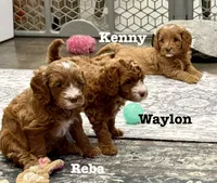 Reba, a female Cavapoo for sale in Mesa, AZ – 3 of 5