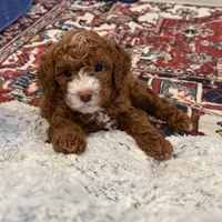 Waylon, a male Cavapoo for sale in Mesa, AZ – 2 of 5