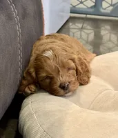 Kenny, a male Cavapoo for sale in Mesa, AZ – 5 of 7