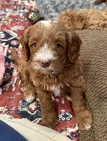 Reba, a female Cavapoo for sale in Mesa, AZ – 5 of 5