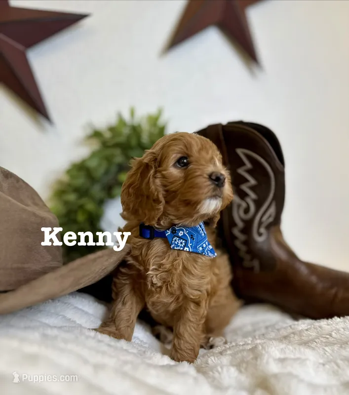 Kenny – Cavapoo puppy for sale in Mesa, AZ