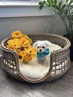HARVEY- AKC, a male Maltese for sale in Easley, SC – 8 of 10