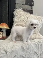 EMBER- AKC, a female Maltese for sale in Easley, SC – 4 of 5