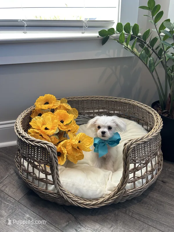 HARVEY- AKC – Maltese puppy for sale in Easley, SC