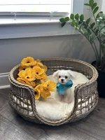 HARVEY- AKC, a male Maltese for sale in Easley, SC – 1 of 10
