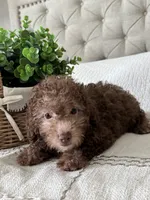 MOOSE, a male Poodle - Toy  for sale in Easley, SC – 6 of 8