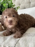 MOOSE, a male Poodle - Toy  for sale in Easley, SC – 8 of 8
