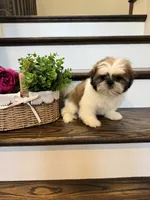 PRINCE, a male Shih Tzu for sale in Easley, SC – 8 of 9