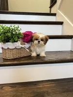 CHANEL, a female Shih Tzu for sale in Easley, SC – 9 of 10