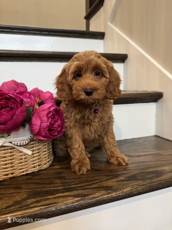 GINGER – Cockapoo puppy for sale in Easley, SC