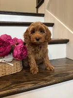 GINGER, a female Cockapoo for sale in Easley, SC – 1 of 8