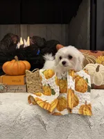 SAGE- AKC, a female Maltese for sale in Easley, SC – 4 of 8