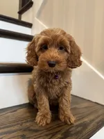 GINGER, a female Cockapoo for sale in Easley, SC – 7 of 8