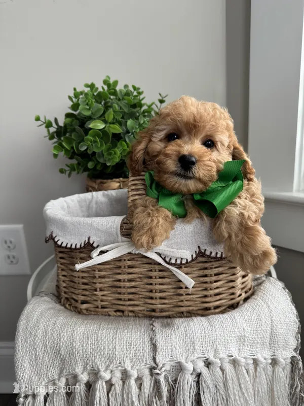 MARLO- AKC – Poodle - Toy  puppy for sale in Easley, SC