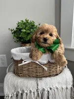 MARLO- AKC, a male Poodle - Toy  for sale in Easley, SC – 1 of 6
