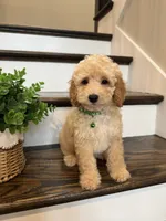 FINN, a male Cockapoo for sale in Easley, SC – 2 of 6