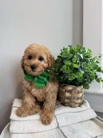 MARLO- AKC, a male Poodle - Toy  for sale in Easley, SC – 6 of 6