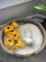 HARVEY- AKC, a male Maltese for sale in Easley, SC – 3 of 10