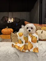 SAGE- AKC, a female Maltese for sale in Easley, SC – 3 of 8