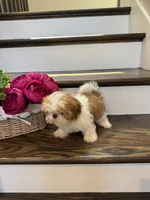 COCO, a female Shih Tzu for sale in Easley, SC – 3 of 8