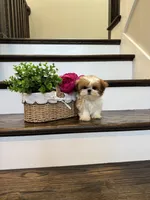 CHANEL, a female Shih Tzu for sale in Easley, SC – 4 of 10