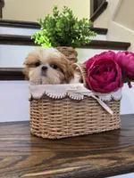 COCO, a female Shih Tzu for sale in Easley, SC – 2 of 8