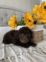 ELK, a male Poodle - Toy  for sale in Easley, SC – 1 of 9