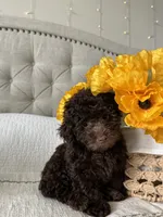 ELK, a male Poodle - Toy  for sale in Easley, SC – 9 of 9