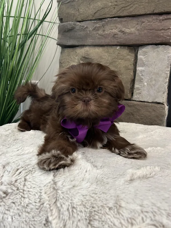 KONA – Shih Tzu puppy for sale in Easley, SC