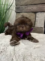 KONA, a female Shih Tzu for sale in Easley, SC – Photo 2 of 8