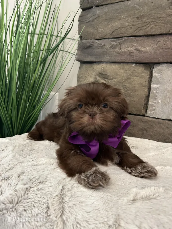 KONA – Shih Tzu puppy for sale in Easley, SC