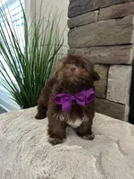 KONA, a female Shih Tzu for sale in Easley, SC – Photo 4 of 8