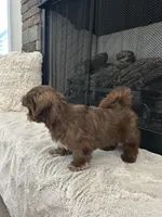 KONA, a female Shih Tzu for sale in Easley, SC – Photo 5 of 8