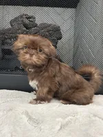 KONA, a female Shih Tzu for sale in Easley, SC – Photo 6 of 8