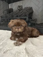 KONA, a female Shih Tzu for sale in Easley, SC – Photo 7 of 8