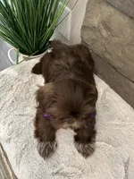 KONA, a female Shih Tzu for sale in Easley, SC – Photo 8 of 8