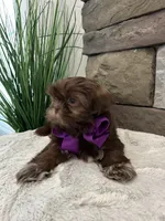 KONA, a female Shih Tzu for sale in Easley, SC – Photo 3 of 8