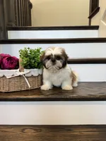 PRINCE, a male Shih Tzu for sale in Easley, SC – 6 of 9