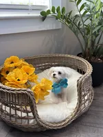 HARVEY- AKC, a male Maltese for sale in Easley, SC – 10 of 10