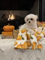 SAGE- AKC, a female Maltese for sale in Easley, SC – 2 of 8