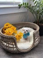 HARVEY- AKC, a male Maltese for sale in Easley, SC – 7 of 10