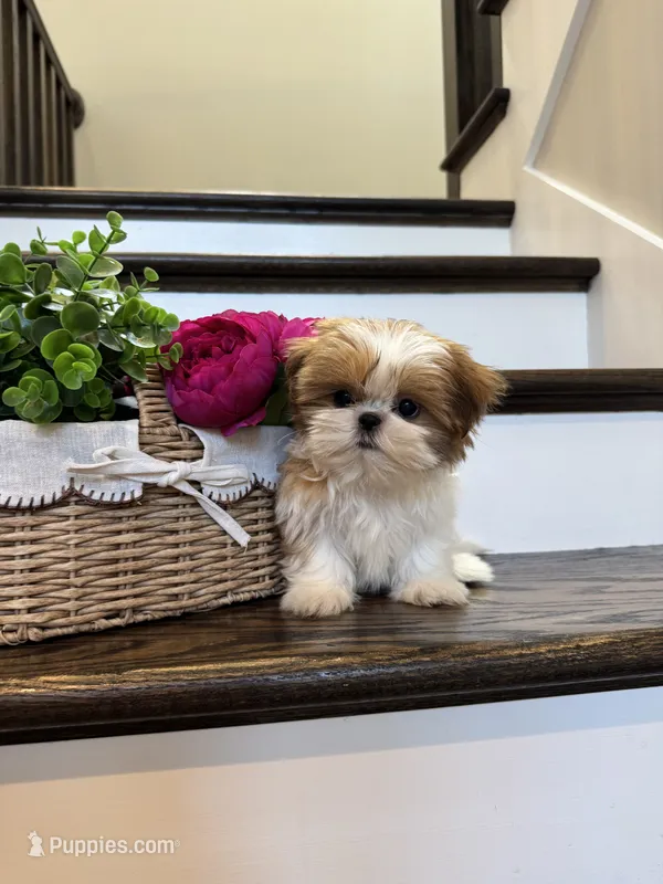 CHANEL – Shih Tzu puppy for sale in Easley, SC