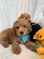 MILO- AKC, a male Poodle - Toy  for sale in Easley, SC – 5 of 5